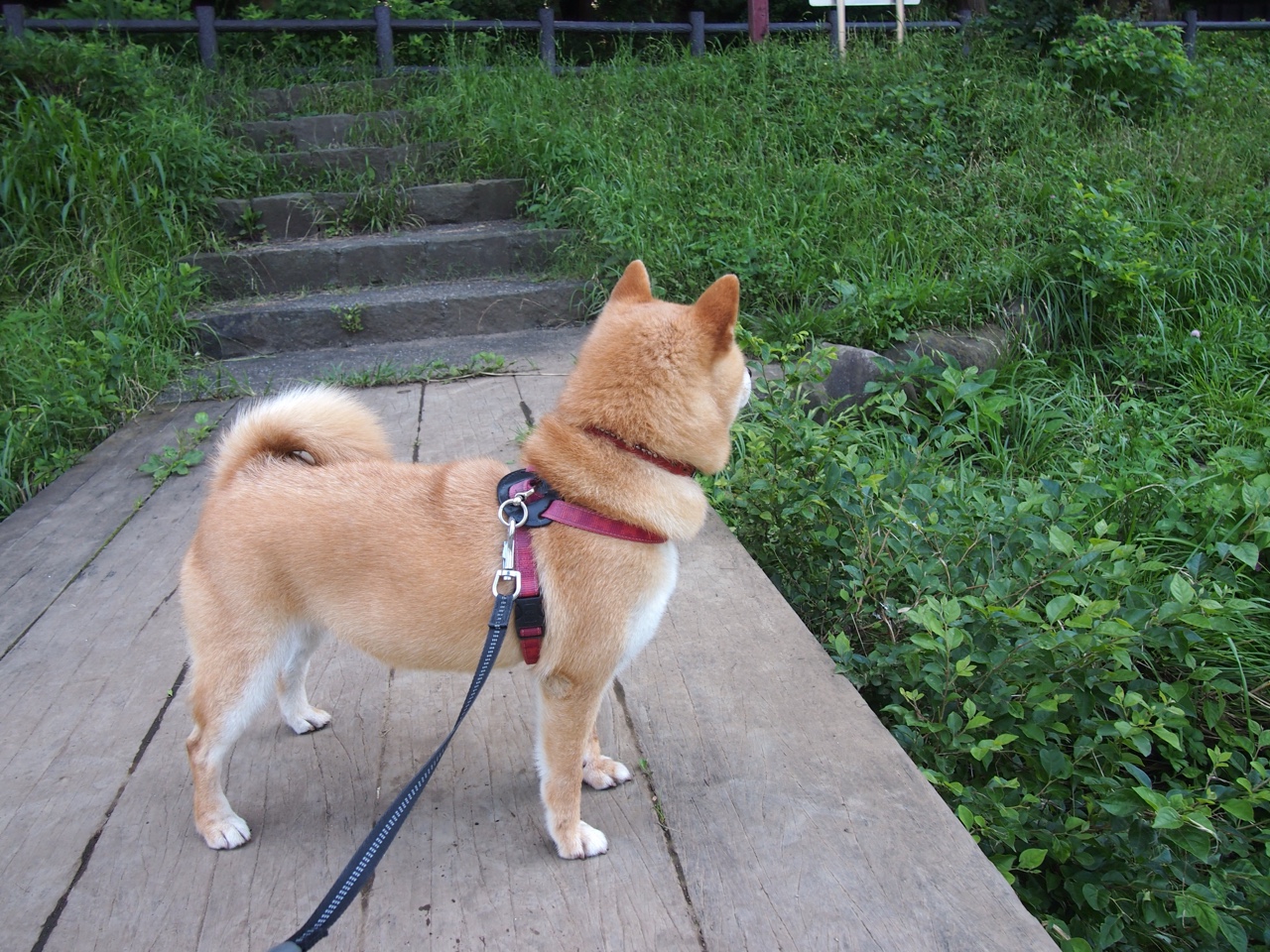 阿森纳3-0诺里奇,进攻端火力全开,阿森纳0-2