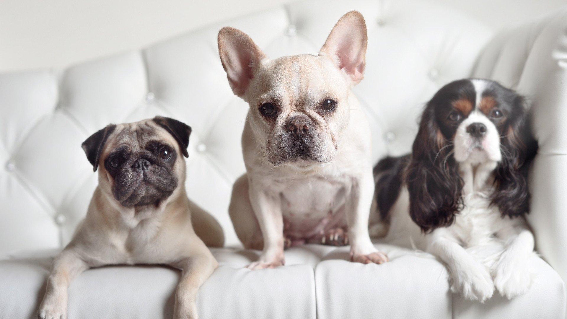 波兰队未来战略:通过优秀教练的培养和全员训练提升整体实力,波兰队友