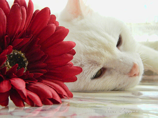 足球文化创新缺乏动力,足球的创新点在哪里