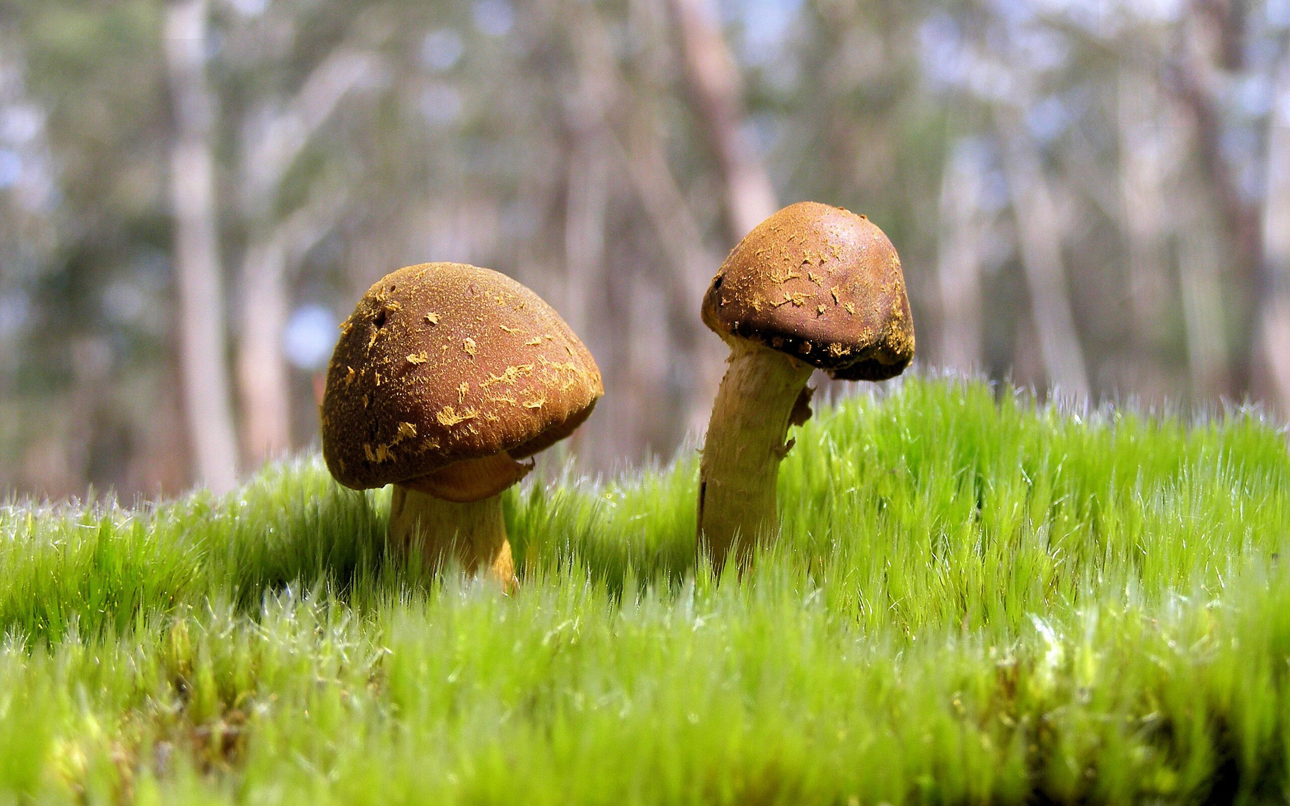 B 体育官网-国家马术队发布新马匹引进计划通报，国家马术协会培训中心