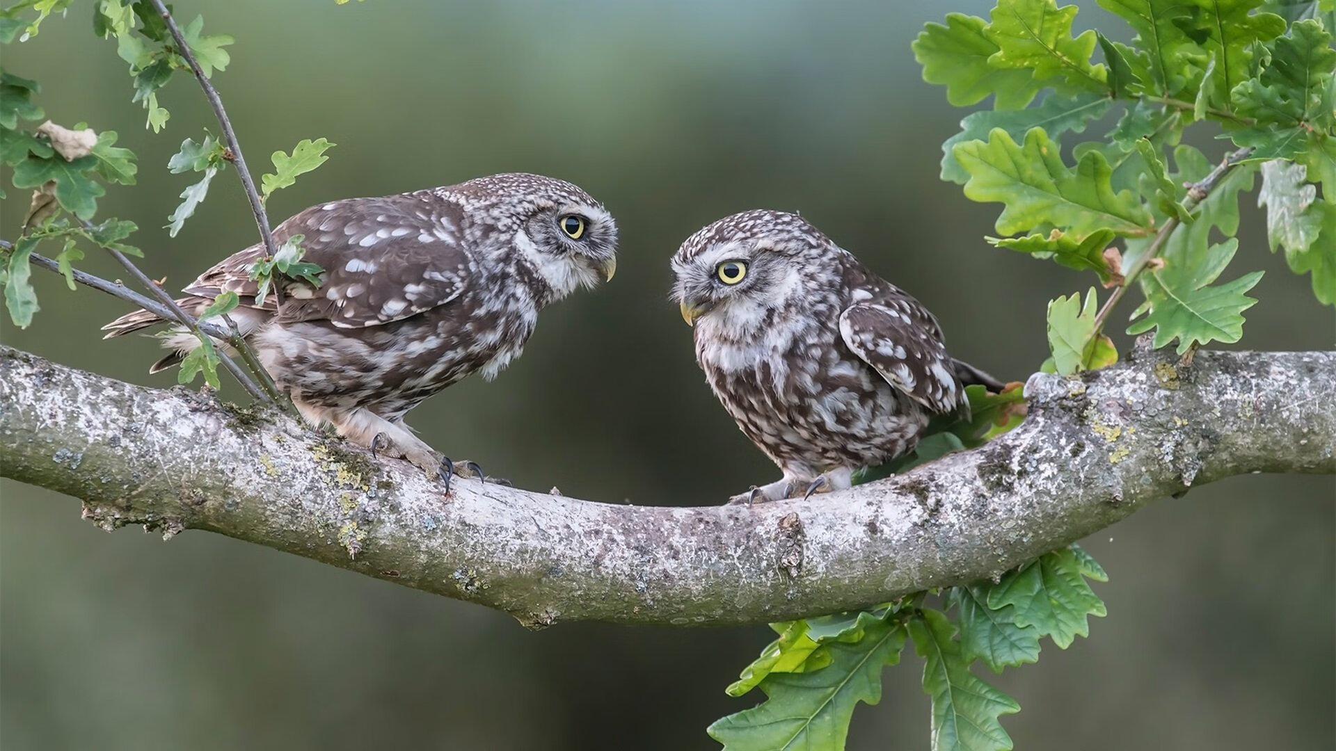 球员海外归化手续复杂，球权争议再起，海外球员过多