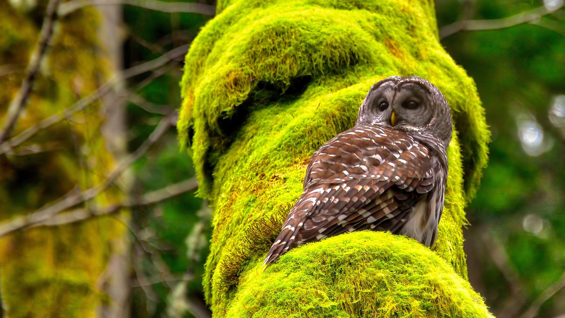 莱德基冲线瞬间震撼全场,莱德基实力